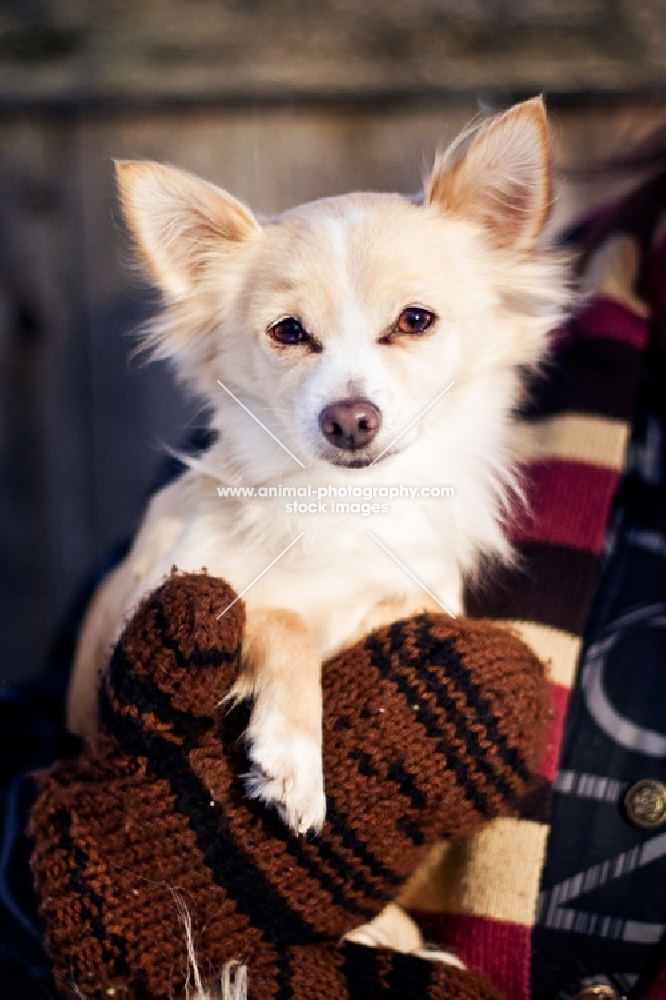 Chihuahua in owners arms