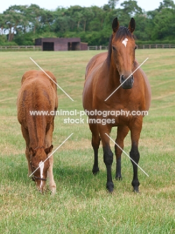 Thoroughbred mare and foal