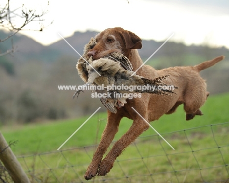 Hungarian Vizsla retrieving bird