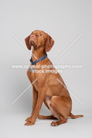 Hungarian Vizsla in studio.