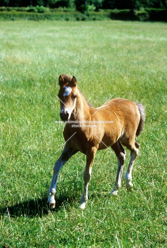 welsh mountain pony foal at  pendock stud