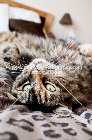 cat lying on back, on bed