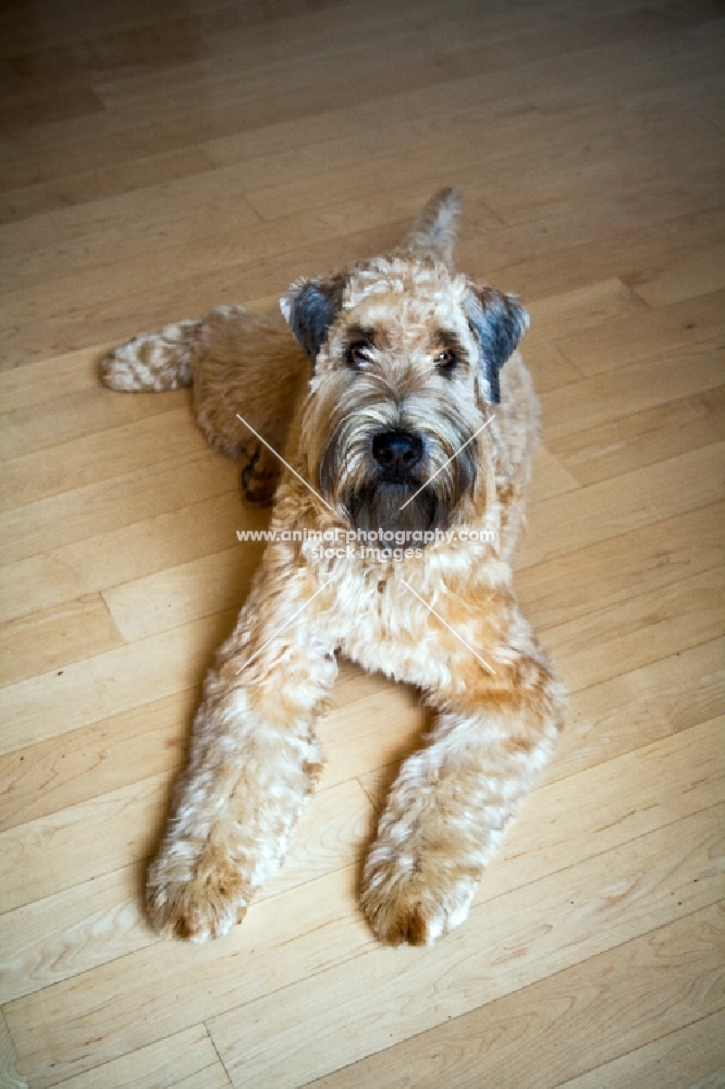 soft coated wheaten terrier lying on floor