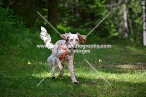 happy orange belton english setter running in a forest