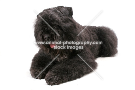 Australian Champion Bouvier des Flandres on white background