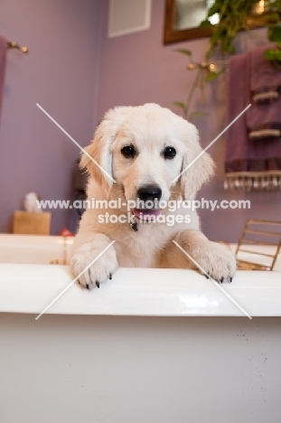 Golden Retriever puppy in bathtub.