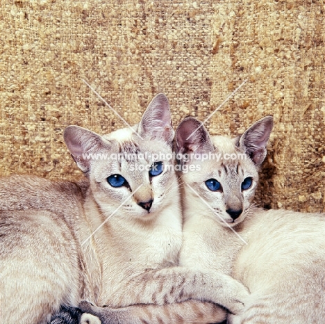 two tabby point siamese cats arm in arm