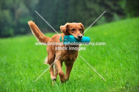 Golden Retriever retrieving dummy