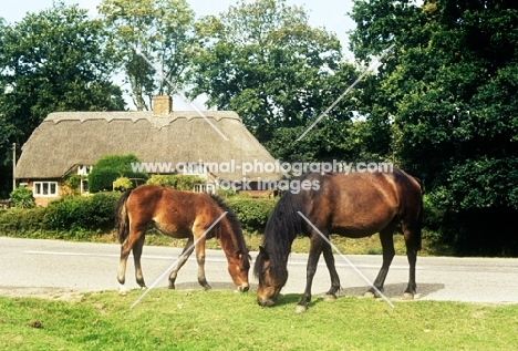 new forest mare and foal grazing at the roadside in the forest