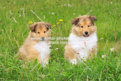 two cute rough collie puppies