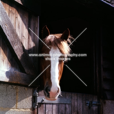 horse looking out of stable door
