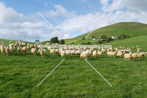 flock of Scottish Mule ewes