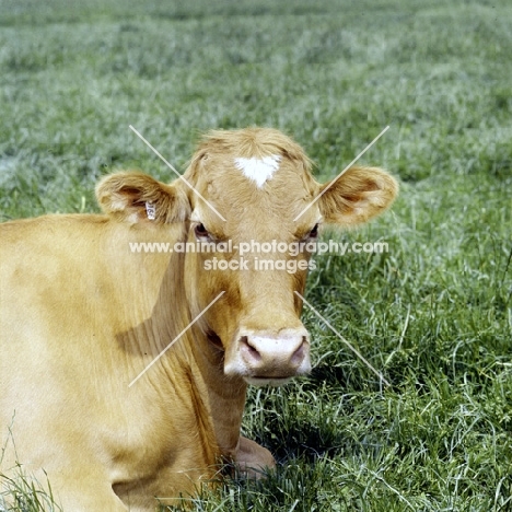 guernsey cow lying in field, portrait