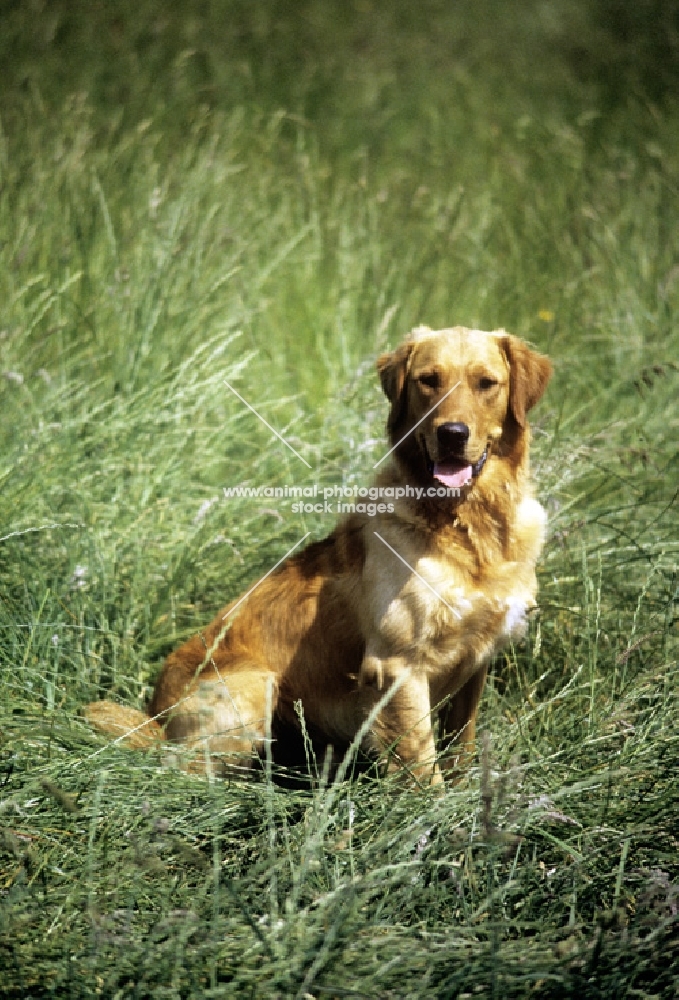 working type golden retriever from standerwick kennels