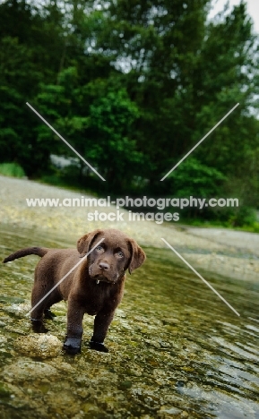 Chocolate Labrador Retriever puppy standing in the water.
