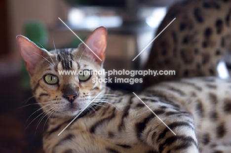 portrait of bengal cat