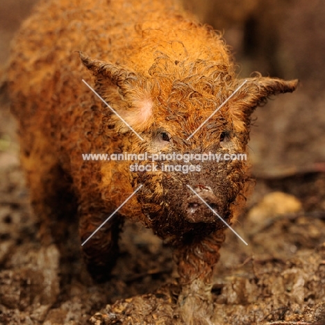 mangalista pig foraging in mud