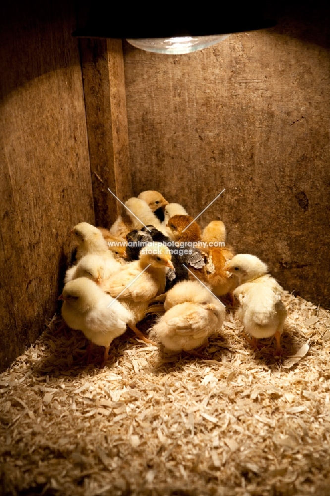 chicks of various chicken breeds