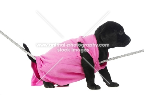 Black Labrador Puppy hanging on a washing line, isolated on a white background