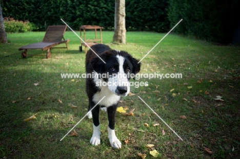 five months old black and white central asian shepherd dog standing and looking at camera with a sad face