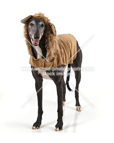 Greyhound in jacket