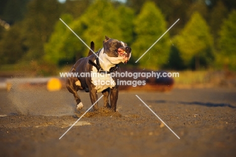 American Staffordshire Terrier running and shaking out