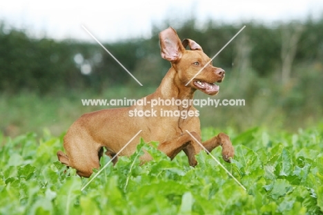 Hunagrian Vizsla running in field