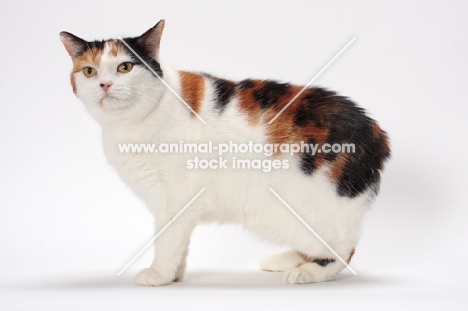 Tortoiseshell and White Manx cat