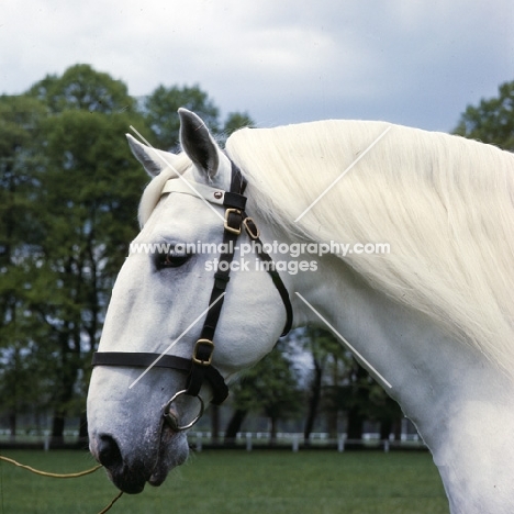 kladruber stallion, generalissimus XXV111, 782 favoury, with beautiful roman nose,, at kladruby, czech republic