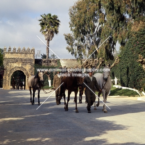 barbs and moroccan arab at temara, morocco