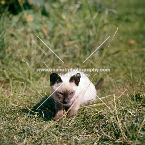 seal point siamese kitten