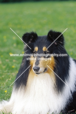 tri colour Collie