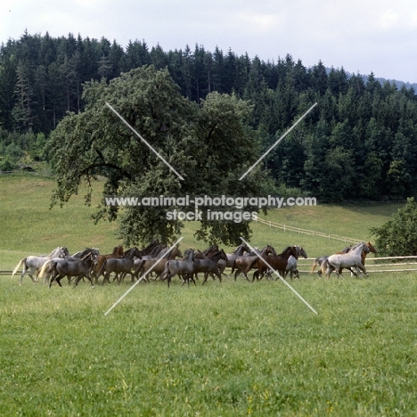 lipizzaner colts at stubalm, piber