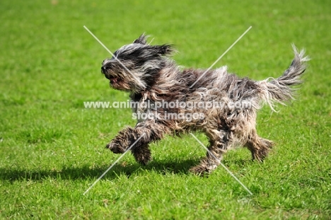 young blue merle Bergamasco