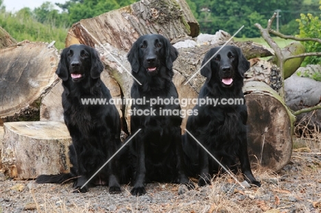 three Flatcoated retrievers