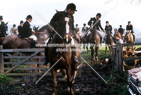 riders, horses and hounds out with mid surrey farmers drag hunt