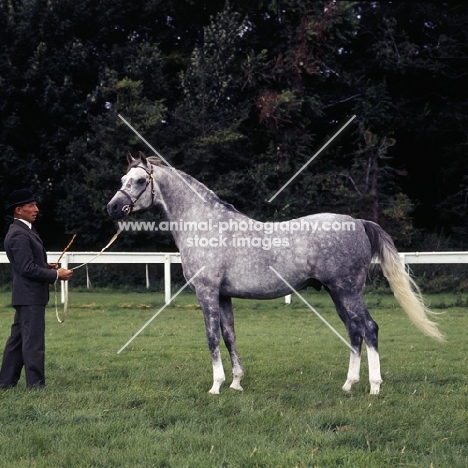 Arab stallion UK with handler full body 