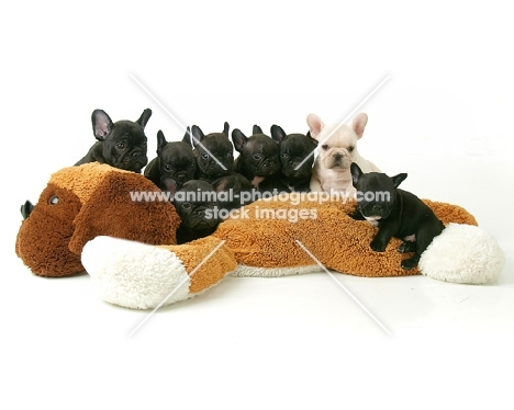 group of very young French Bulldog puppies