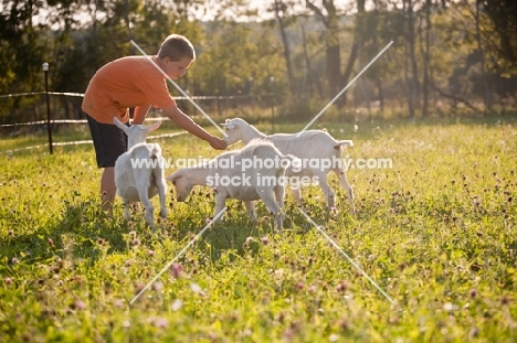 young boy playing with three Saanen dairy goat kids in sunlit meadow