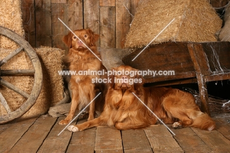 two Nova Scota Duck Tolling Retrievers