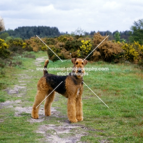 ch ginger xmas carol, airedale best in show at crufts