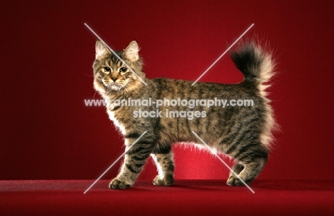longhaired Pixie Bob cat on red background