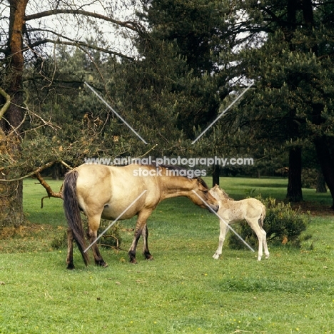 Dulmen mare nuzzling her foal  