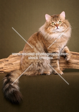 Siberian cat sitting near log