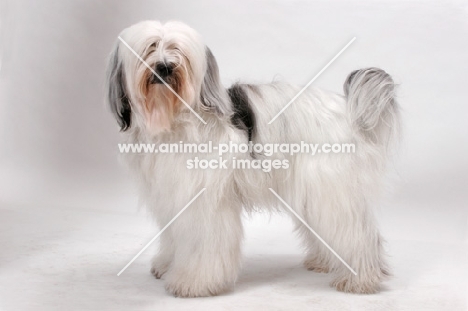 Tibetan Terrier, Australian Champion, looking at camera