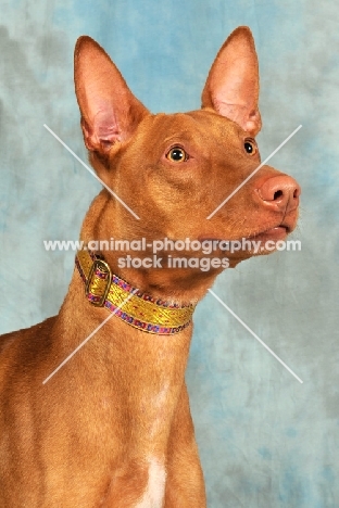 Pharaoh Hound, head study