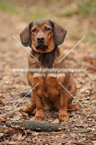 Alpine Dachsbracke