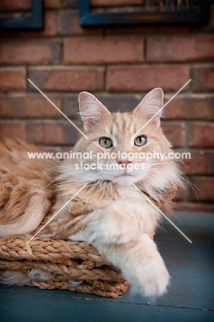 orange maine coon sitting in basket