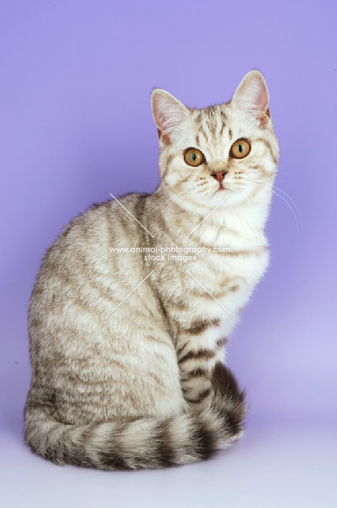 chocolate tabby british shorthair cat, sitting