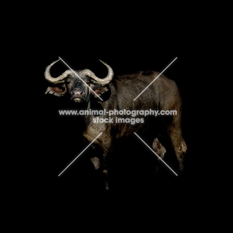 buffalo on black background